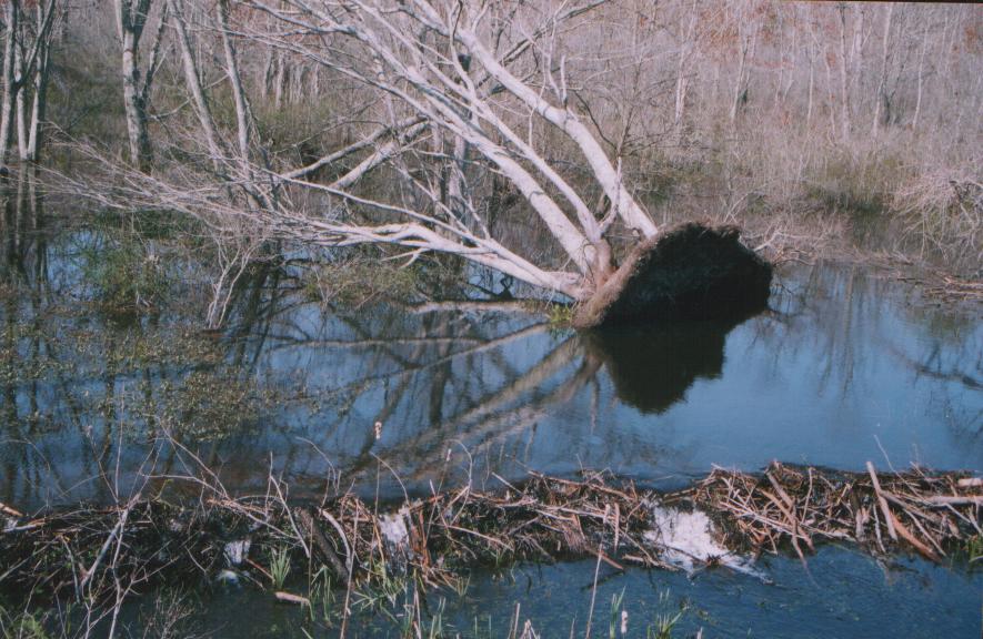 Uprooted by Isabel